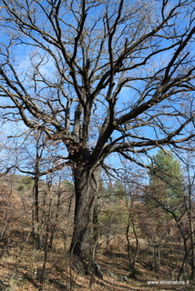 Roverella di Pomazzo
